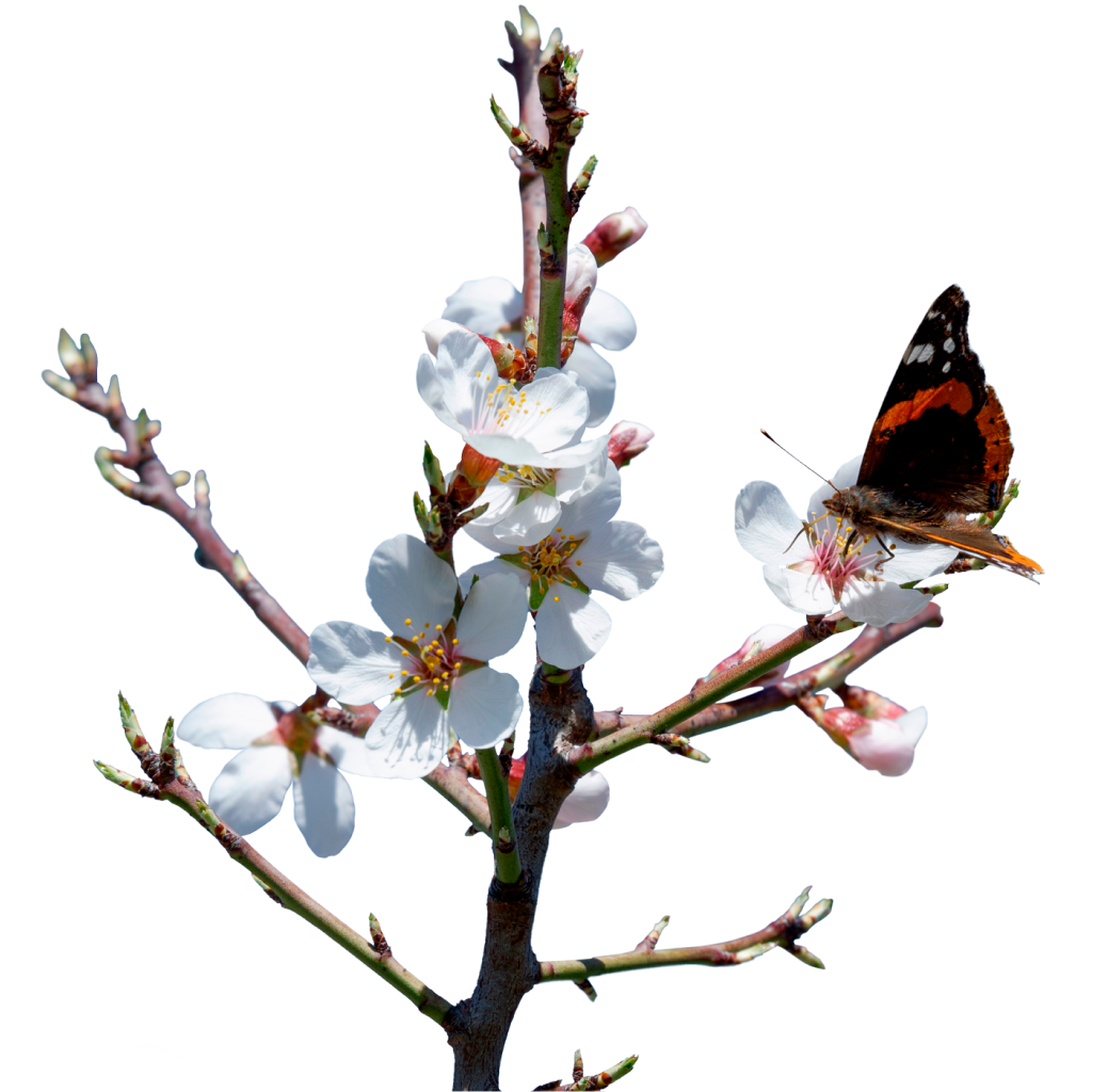 mariposa-almendro